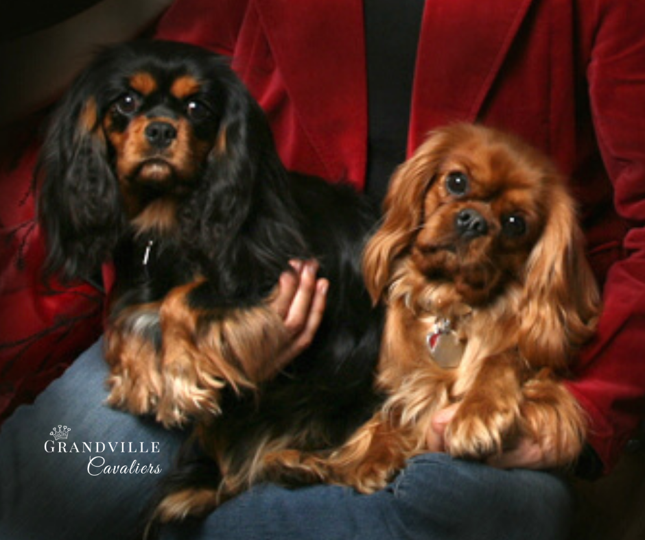 cavalier king charles spaniel black and tan puppy